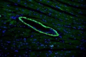 IF analysis of TAGLN/Transgelin using anti-TAGLN/Transgelin antibody (ABIN7600099).