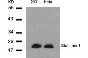 Image no. 3 for anti-Stathmin 1 (STMN1) (Ser24) antibody (ABIN197454) (Stathmin 1 anticorps  (Ser24))