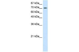 r-ZBTB48; WB Suggested Anti-ZBTB48 Antibody Titration: 0. (ZBTB48 anticorps  (N-Term))