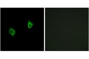 Immunofluorescence (IF) image for anti-Ribosomal Protein S9 (RPS9) (AA 31-80) antibody (ABIN2890068) (RPS9 anticorps  (AA 31-80))