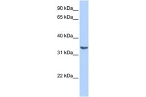 Western Blotting (WB) image for anti-RAB40A, Member RAS Oncogene Family (RAB40A) antibody (ABIN2463532) (RAB40A anticorps)