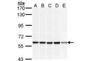 Image no. 2 for anti-DnaJ (Hsp40) Homolog, Subfamily C, Member 3 (DNAJC3) (AA 270-462) antibody (ABIN467547) (DNAJC3 anticorps  (AA 270-462))