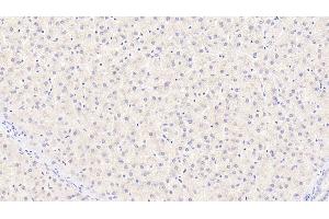 Detection of CYPB in Human Liver Tissue using Monoclonal Antibody to Cyclophilin B (CYPB)
