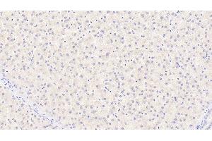 Detection of CYPB in Human Liver Tissue using Monoclonal Antibody to Cyclophilin B (CYPB) (PPIB anticorps  (AA 47-216))