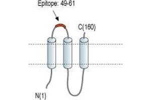 Representative domain view of the target of ABIN7884898.