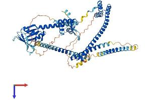 AlphaFold protein structure predicition of Human Recombinant ENOX2 Protein, UniprotID Q16206