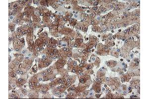 Image no. 8 for anti-Ubiquitin Specific Peptidase 9, X-Linked (USP9X) (AA 2246-2570) antibody (ABIN1491228) (USP9X anticorps  (AA 2246-2570))