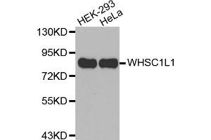 Western Blotting (WB) image for anti-Wolf-Hirschhorn Syndrome Candidate 1-Like 1 (WHSC1L1) antibody (ABIN2650969) (WHSC1L1 anticorps)