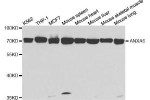 Western Blotting (WB) image for anti-Annexin A6 (ANXA6) antibody (ABIN1876578) (ANXA6 anticorps)