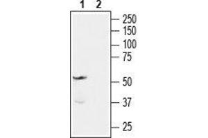 Western blot analysis of rat brain membranes: - 1. (Endothelin-1 Receptor anticorps  (C-Term, Intracellular))