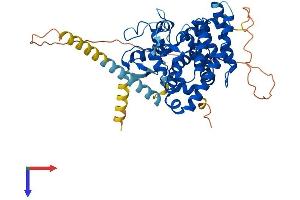 AlphaFold protein structure predicition of Human Recombinant RORB Protein, UniprotID Q92753