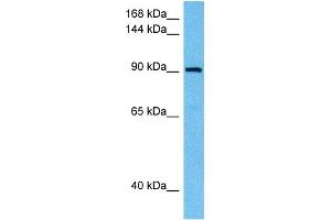 Host:  Rabbit  Target Name:  SAFB  Sample Tissue:  Human THP-1 Whole Cell lysates  Antibody Dilution:  1ug/ml