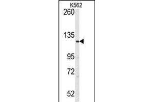 Western blot analysis of anti-LATS1 Antibody (N-term) (ABIN391033 and ABIN2841200) in K562 cell line lysates (35 μg/lane). (LATS1 anticorps  (N-Term))