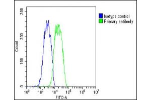 Overlay histogram showing HepG2 cells stained with (green line). (PABPC3 anticorps  (AA 84-117))