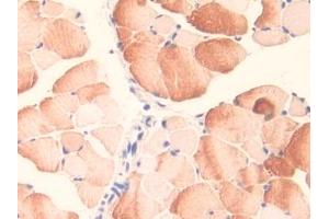 DAB staining on IHC-P; Samples: Mouse Skeletal muscle Tissue
