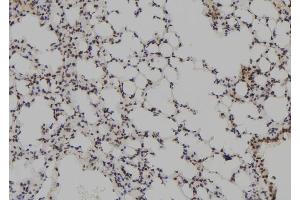 ABIN6273782 at 1/100 staining Mouse lung tissue by IHC-P. (MAGEB5 anticorps  (N-Term))