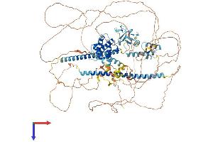 AlphaFold protein structure predicition of Mouse Recombinant Limch1 Protein, UniprotID Q3UH68