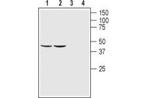 Western blot analysis of rat (lanes 1 and 3) and mouse (lanes 2 and 4) brain lysates:1,2. (GDNF Family Receptor alpha 1 (GFRA1) Peptide)