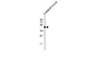 Anti-AGPHD1 Antibody (N-Term)at 1:2000 dilution + human skeletal muscle lysates Lysates/proteins at 20 μg per lane. (AGPHD1 anticorps  (AA 65-99))