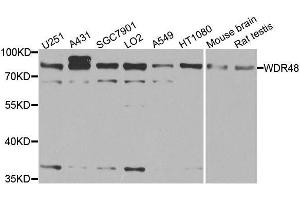 Western blot analysis of extracts of various cell lines, using WDR48 antibody. (WDR48 anticorps  (AA 450-677))