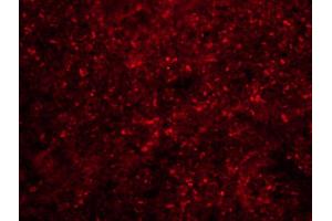 Formalin-fixed and paraffin-embedded rat spleen labeled with Anti-PAFAH Polyclonal Antibody, Unconjugatedused at 1:200 dilution for 40 minutes at 37°C.