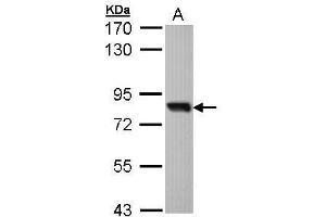 AP22458PU-N SOX13 antibody staining of Molt-4 at 1/1000 (A). (SOX13 anticorps  (AA 75-520))