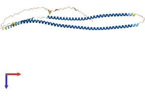 AlphaFold protein structure predicition of Mouse Recombinant Krt19 Protein, UniprotID P19001