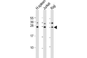 All lanes : Anti-GZMH Antibody (N-Term) at 1:2000 dilution Lane 1: human spleen lysates Lane 2: Jurkat whole cell lysates Lane 3: Raji whole cell lysates Lysates/proteins at 20 μg per lane. (GZMH anticorps  (AA 19-52))