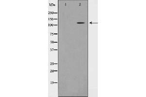 Western blot analysis on NIH-3T3 cell lysate using TAF4 Antibody. (TAF4 anticorps)