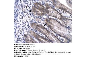 Human Stomach (NPAS1 anticorps  (C-Term))