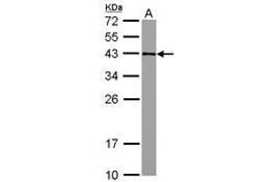 GFOD2 anticorps  (AA 198-385)