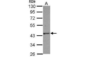 WB Image Sample (30 ug of whole cell lysate) A: Jurkat 10% SDS PAGE antibody diluted at 1:1000 (C14orf94 anticorps)