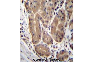 ABHD2 Antibody (Center) immunohistochemistry analysis in formalin fixed and paraffin embedded human stomach tissue followed by peroxidase conjugation of the secondary antibody and DAB staining. (ABHD2 anticorps  (Middle Region))