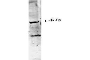 Western blot analysis using  Immunochemical's Affinity Purified anti-Neu2 antibody to detect Neu-2 present in a lysate expressing human Neu2 (1.