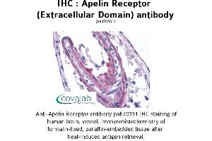 Image no. 1 for anti-Apelin Receptor (APLNR) (2nd Extracellular Domain) antibody (ABIN1731853) (Apelin Receptor anticorps  (2nd Extracellular Domain))