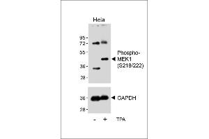 Western blot analysis of lysates from Hela cell line, untreated or treated with T(200nM, 30 min), using Bi-Phospho-MEK1(/222) Antibody (upper) or GDH (lower). (MEK1 anticorps  (pSer218, pSer222))