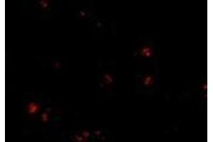 Immunofluorescence of LASS5 in human brain tissue with this product at 20 μg/ml.