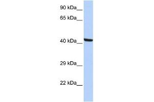 WB Suggested Anti-KPTN Antibody Titration: 0. (KPTN anticorps  (N-Term))