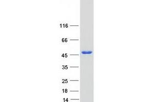 Validation with Western Blot