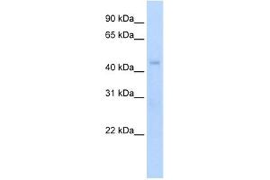 Western Blot showing Rgs7 antibody used at a concentration of 1-2 ug/ml to detect its target protein. (RGS7 anticorps  (N-Term))
