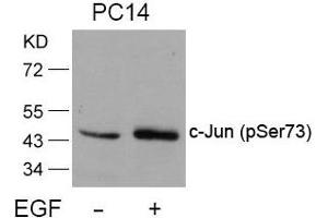 Western blot analysis of extracts from PC14 cells untreated or treated with EGF using c-Jun(Phospho-Ser73) Antibody. (C-JUN anticorps  (pSer73))