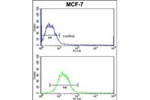 SNRPB Antibody (N-term R49) (ABIN650785 and ABIN2839557) flow cytometric analysis of MCF-7 cells (bottom histogram) compared to a negative control cell (top histogram).