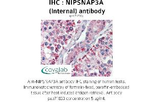 Image no. 2 for anti-Nipsnap Homolog 3A (NIPSNAP3A) (Internal Region) antibody (ABIN1737368) (NIPSNAP3A anticorps  (Internal Region))