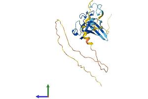 AlphaFold protein structure predicition of Human Recombinant ZCCHC17 Protein, UniprotID Q9NP64