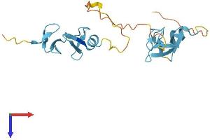 AlphaFold protein structure predicition of Human Recombinant CSRP1 Protein, UniprotID P21291