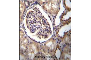 AKR1C3 Antibody immunohistochemistry analysis in formalin fixed and paraffin embedded human kidney tissue followed by peroxidase conjugation of the secondary antibody and DAB staining. (AKR1C3 anticorps  (AA 107-135))