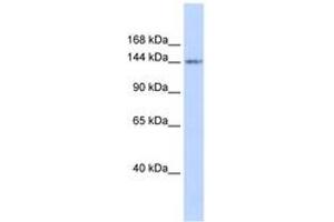Image no. 1 for anti-Retinoblastoma-Like 1 (p107) (RBL1) (AA 935-984) antibody (ABIN6742280) (p107 anticorps  (AA 935-984))