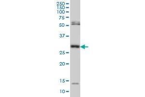 Western Blotting (WB) image for anti-N-Methylpurine-DNA Glycosylase (MPG) (AA 1-90) antibody (ABIN598818) (MPG anticorps  (AA 1-90))