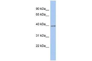 ZNF670 antibody used at 0. (ZNF670 anticorps  (N-Term))