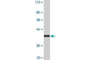 Western Blot detection against Immunogen (36.